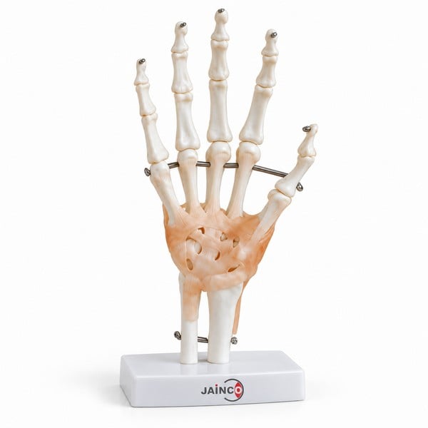 Hand Joint With Ligaments Life Size